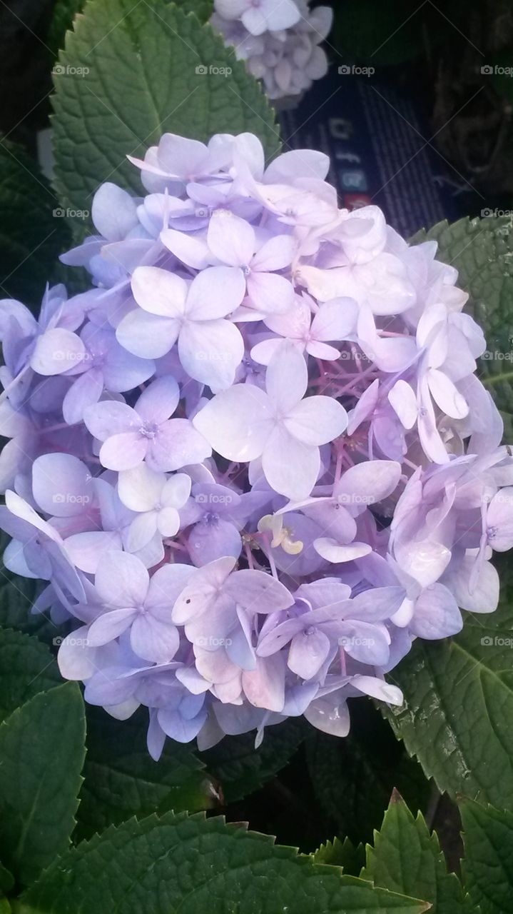 Hydrangeas
