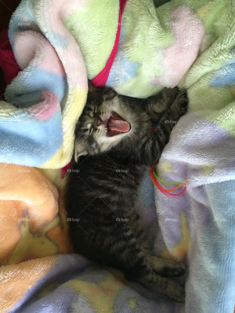 Yawning gray kitten 