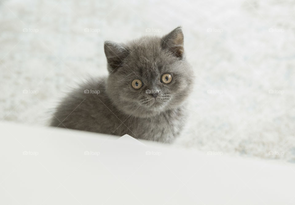 Close-up of gray cat