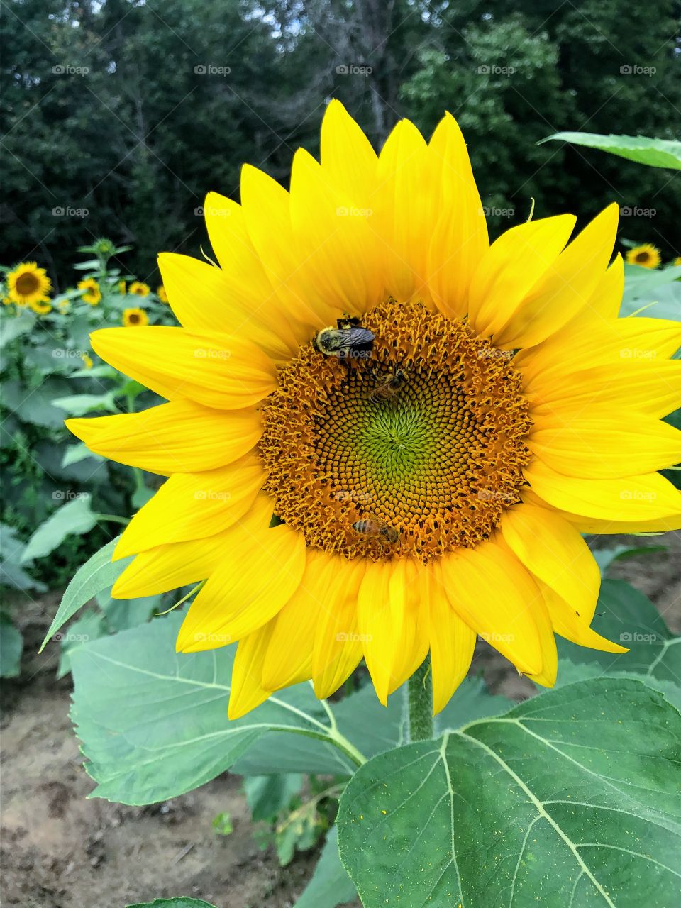 Bee on a sunflower 