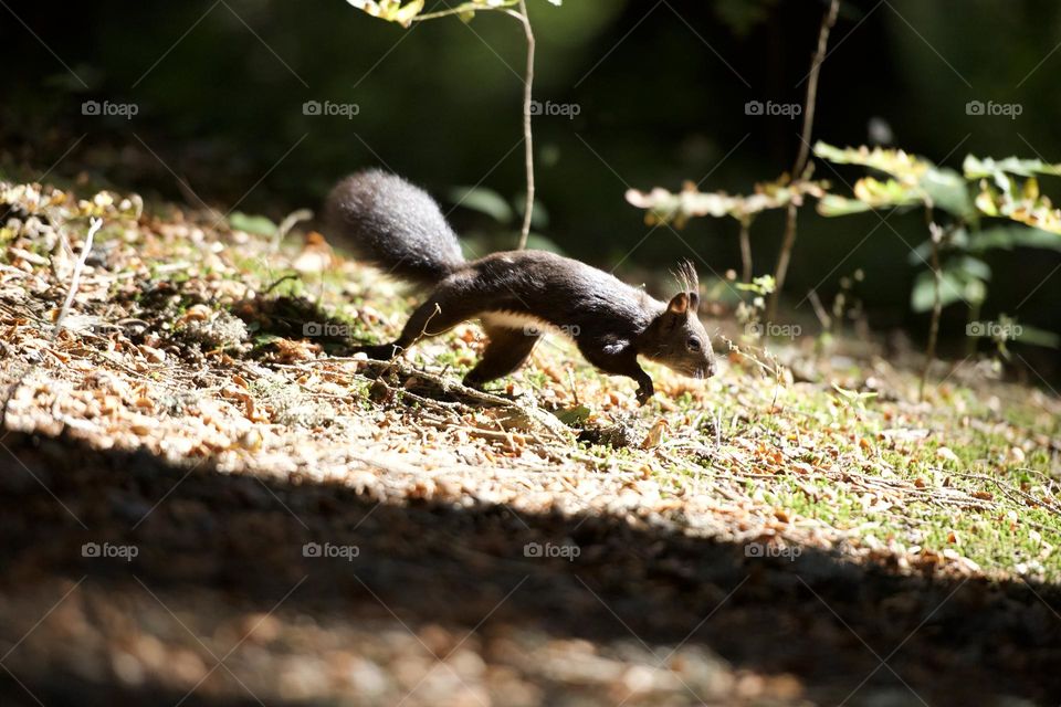Squirrel running arround