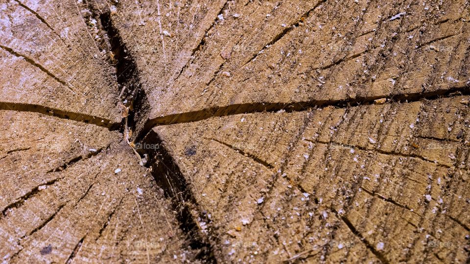 Tree stump crack texture