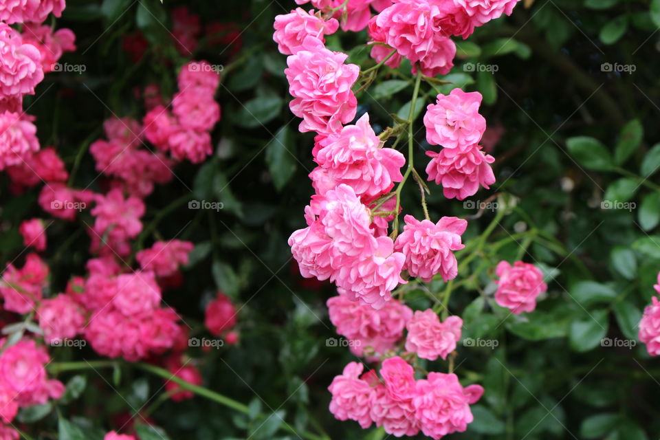 Pink flower growing in garden