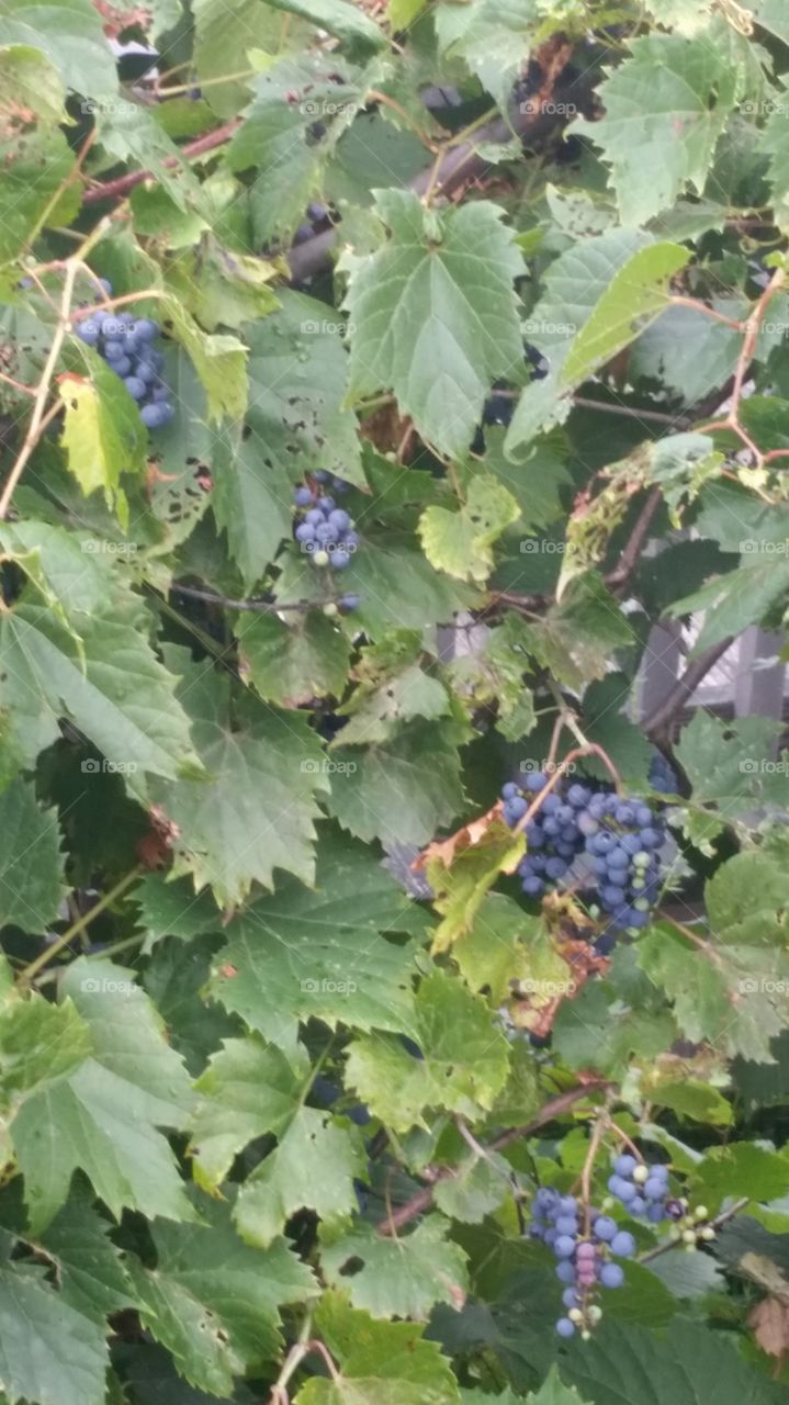 wild grapes