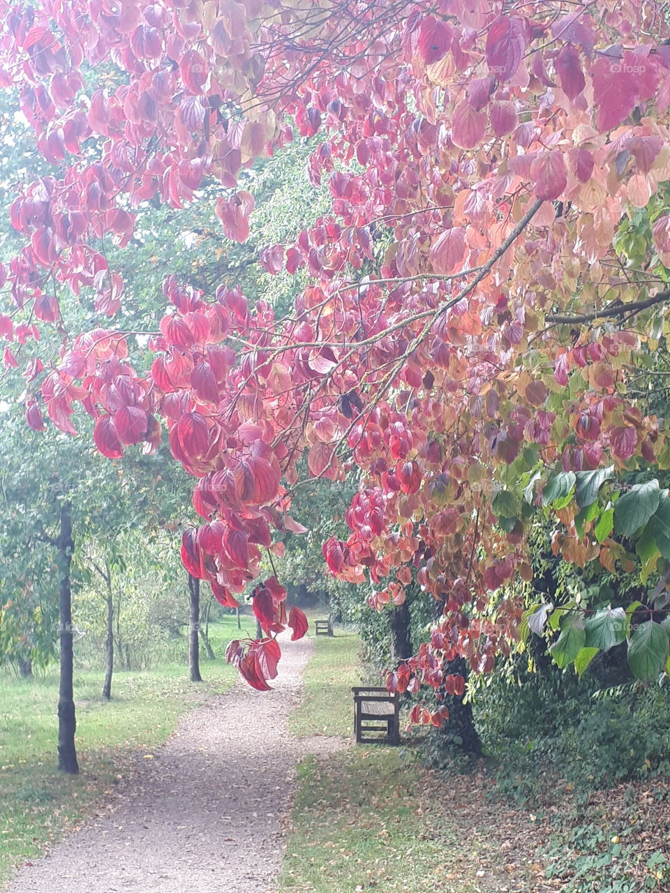 Autumn Leaves