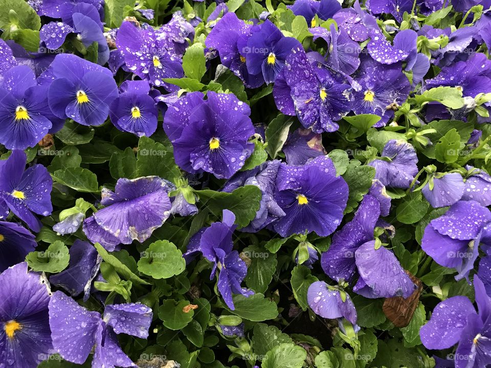 Viola  Genus