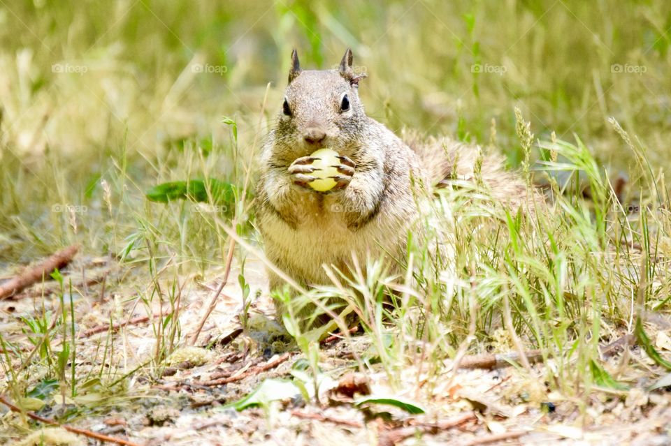 A squirrel in the grass eating a grape 