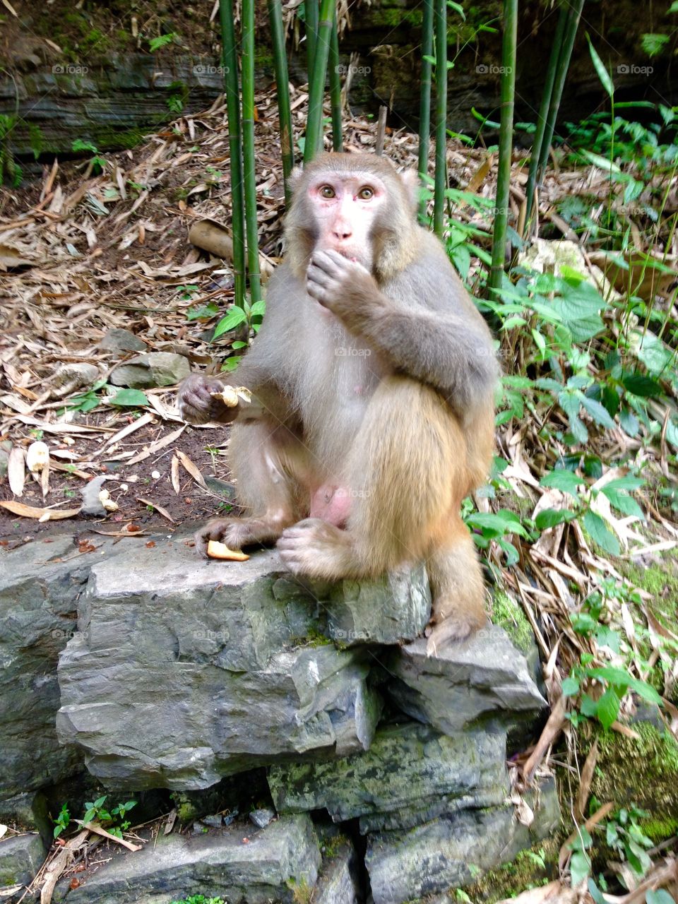 Rhesus Macaque Primate . Wild Rhesus Macaque Primate Monkey Feeding In China