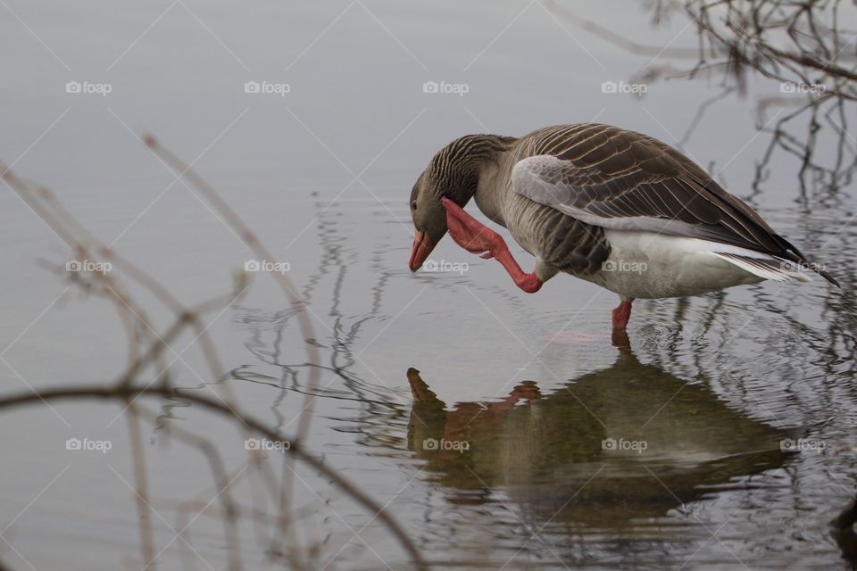 Close-up of duck on water