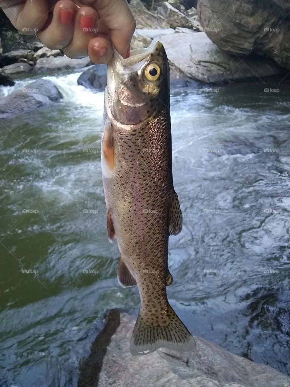 Trout from mountain streams