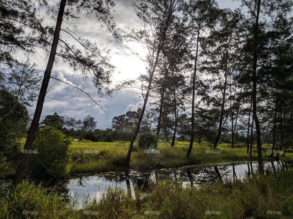 Indonesian rice fields view