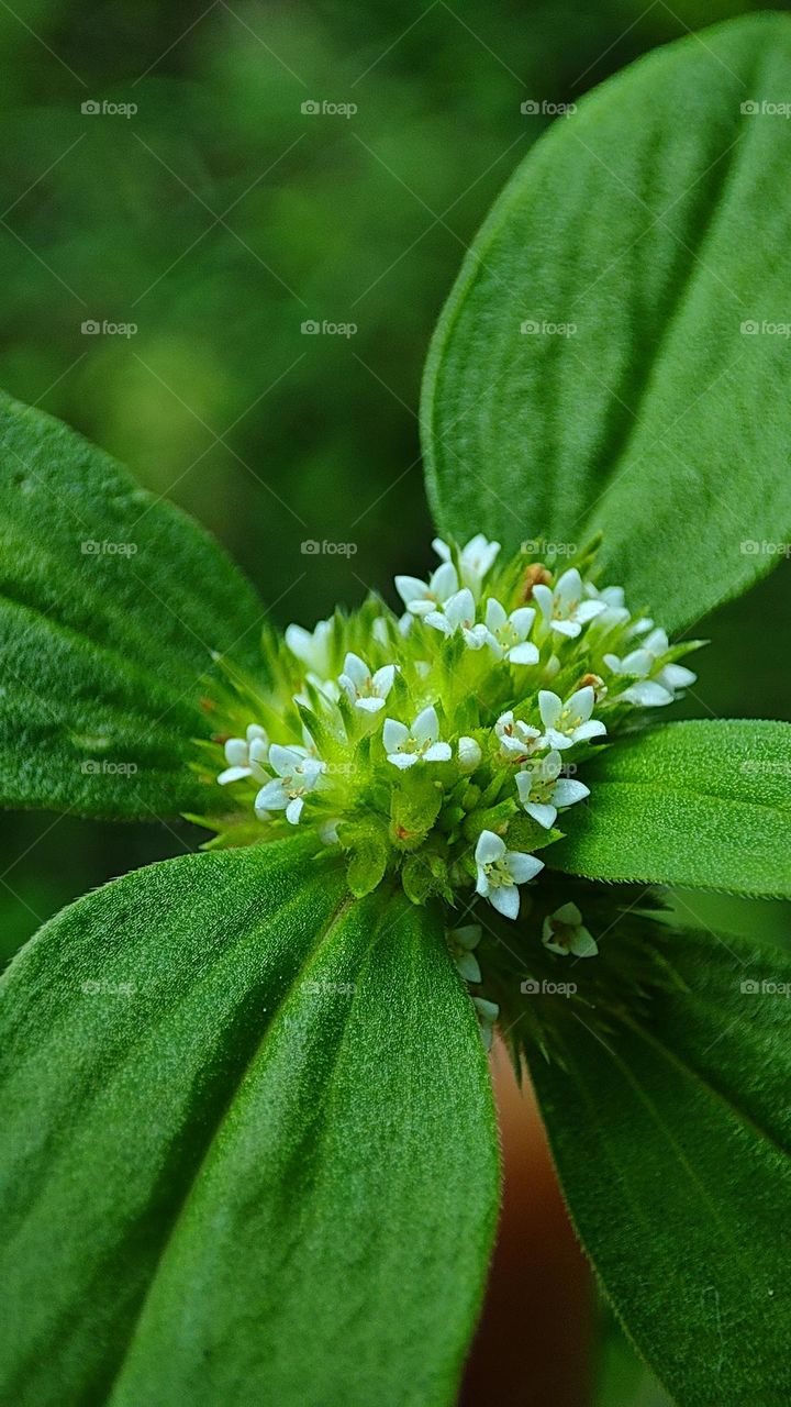 White mini flowers