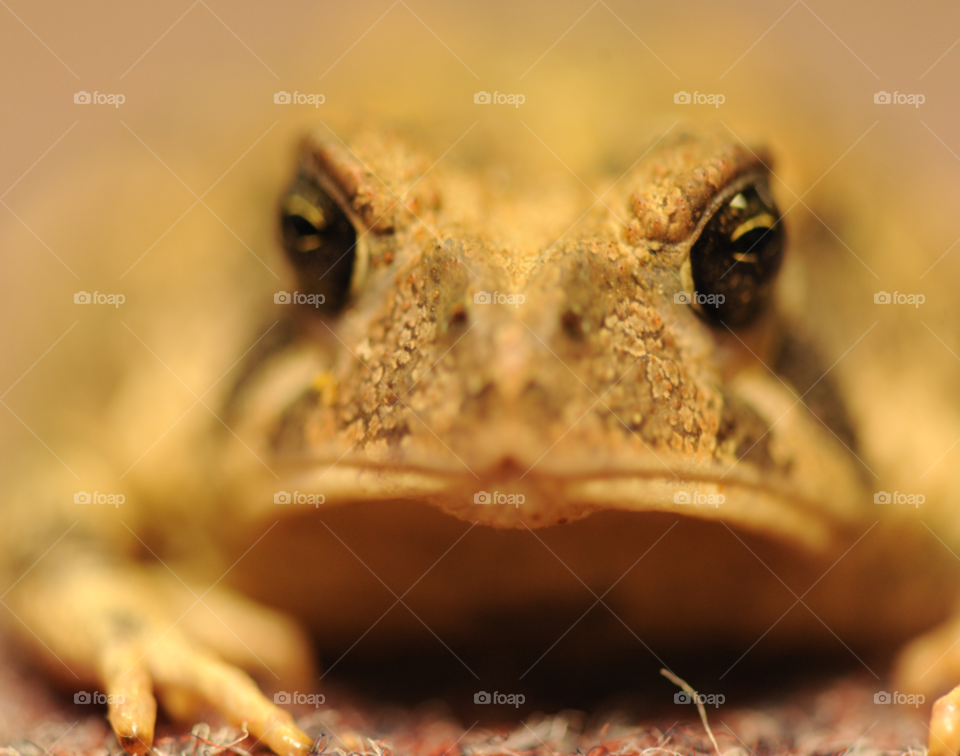 road frog bullfrog frog macro by lightanddrawing