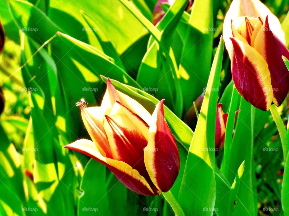 Beautiful tulip in the garden in Indiana 
