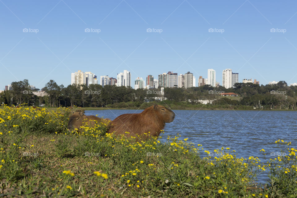 Barigui Park in Curitiba Parana Brazil.