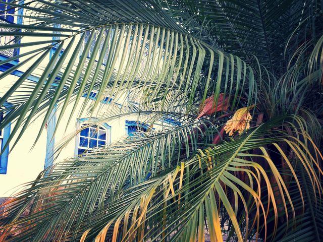 Through the Leaves I