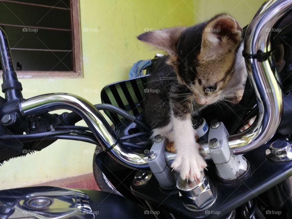 kitten with bike