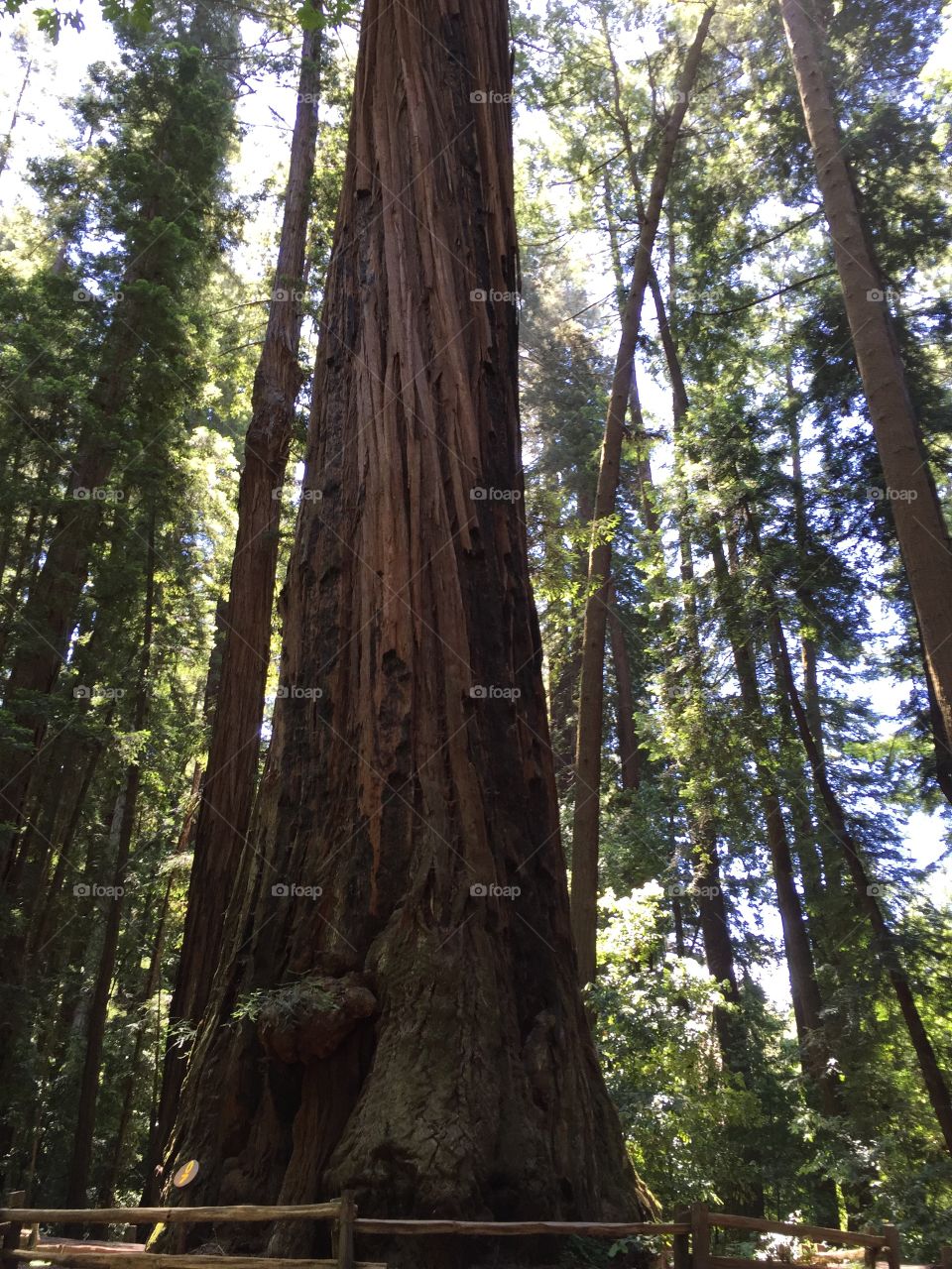 Red wood tree Santa Cruz California 