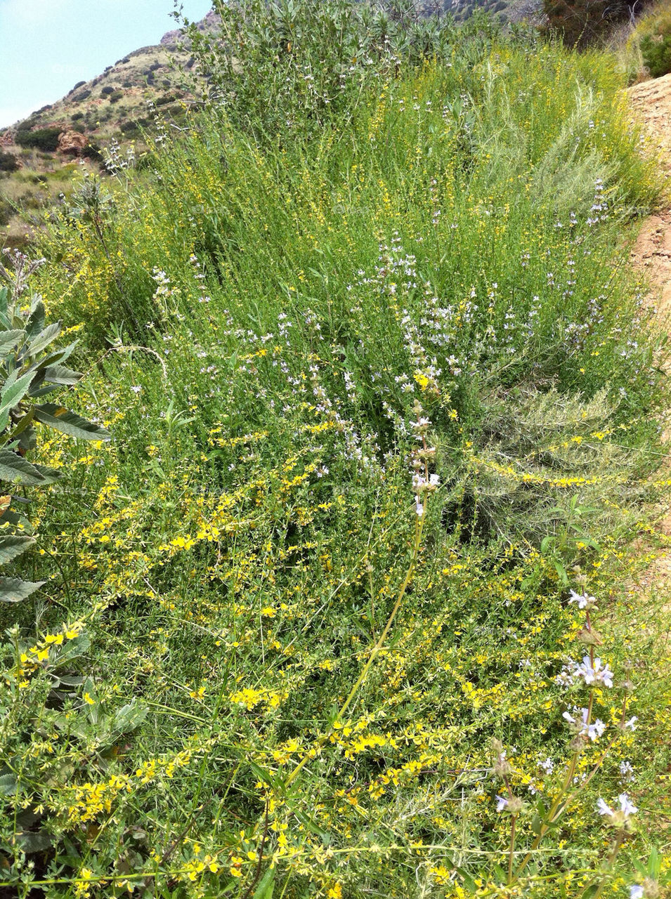 green flowers plants california by illusionfactory