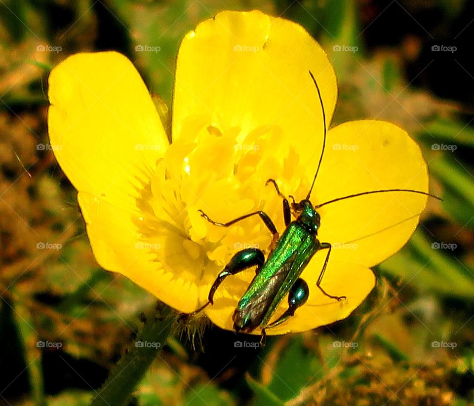 colourful bug on buttercup
