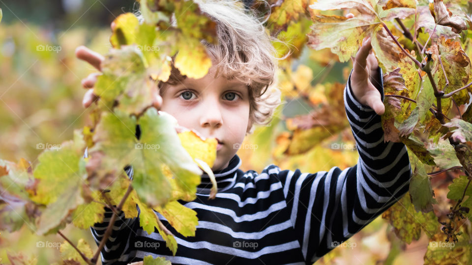 blonde boy looking through autumn leafs of grape vines