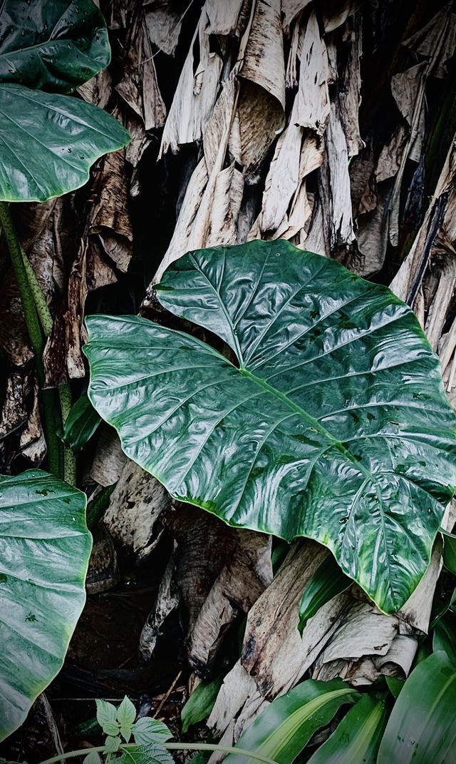 Green big leaf with dark mess 