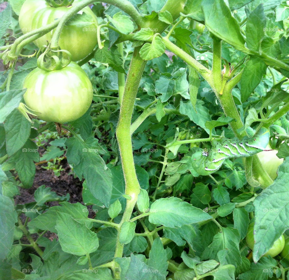 green garden tomato hidden by serenitykennedy