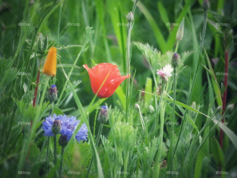 wildflower poppie