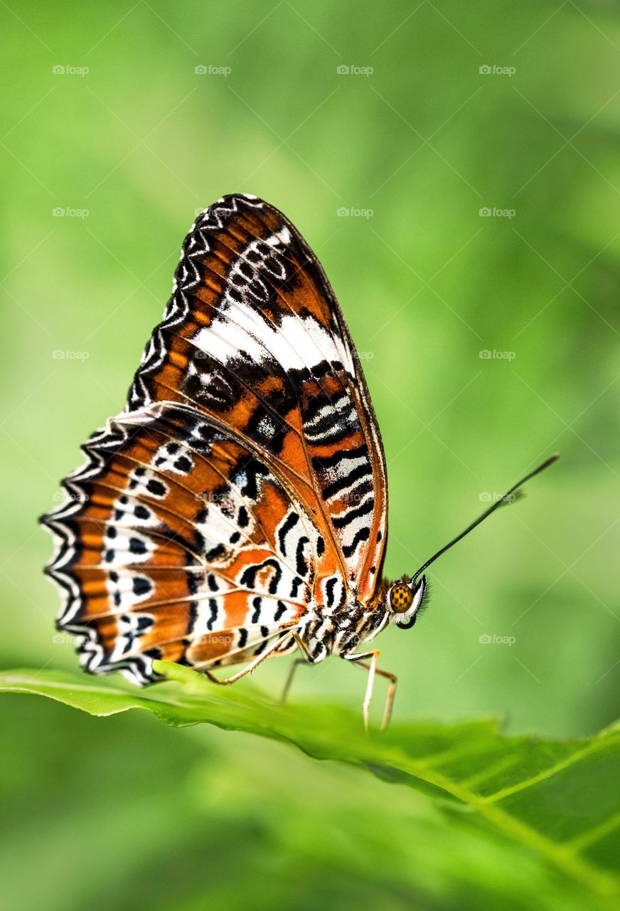 Beautiful and colourful butterfly