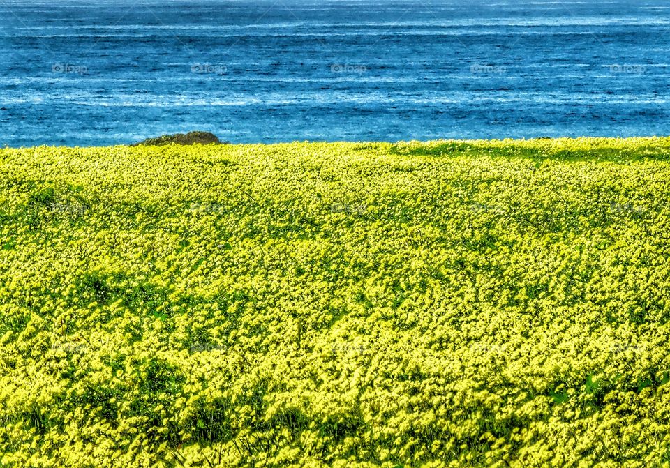 Yellow Meadow On California Coast