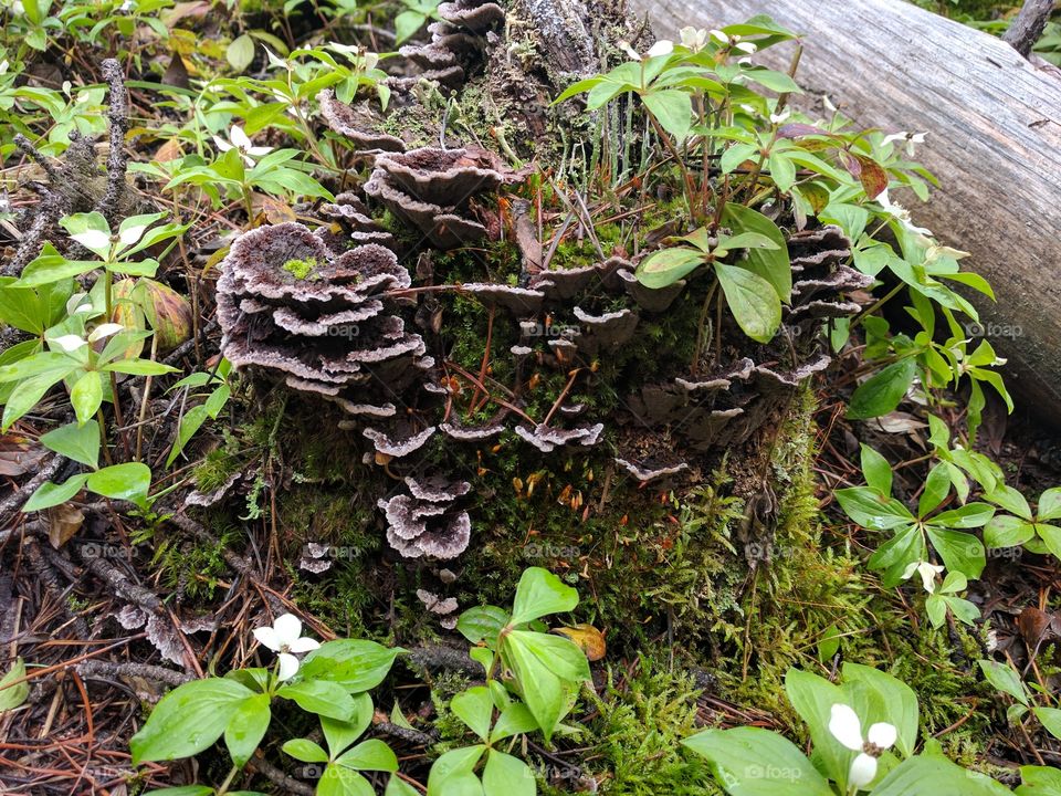 stump fungus