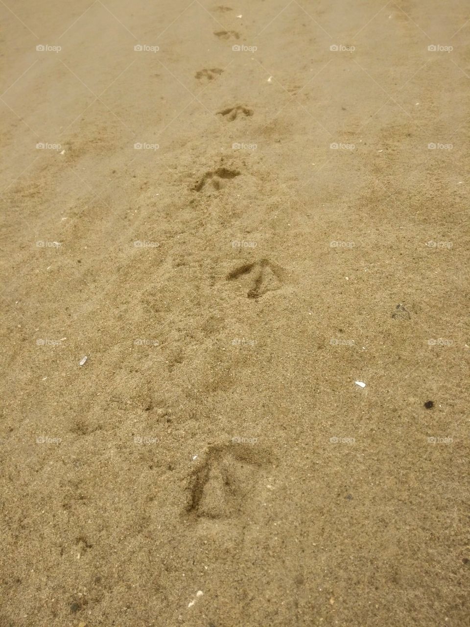 Bird footprint in the sand