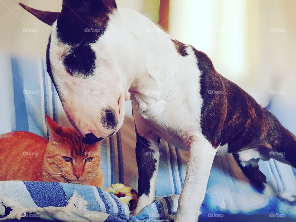 uma conversa entre um gato e um cachorro