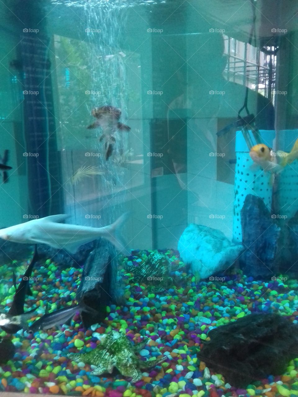 fishes are swiming in the water.