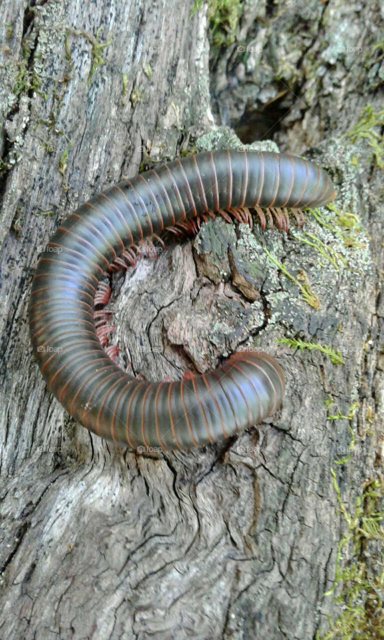 Millipede