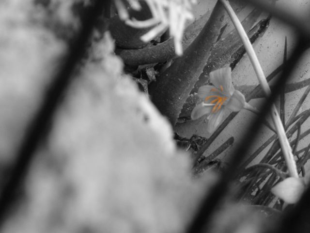 "Every flower must grow through dirt"