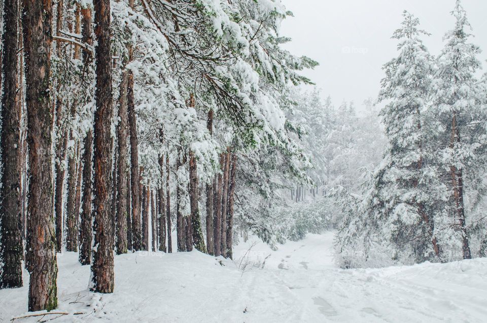 Winter landscape