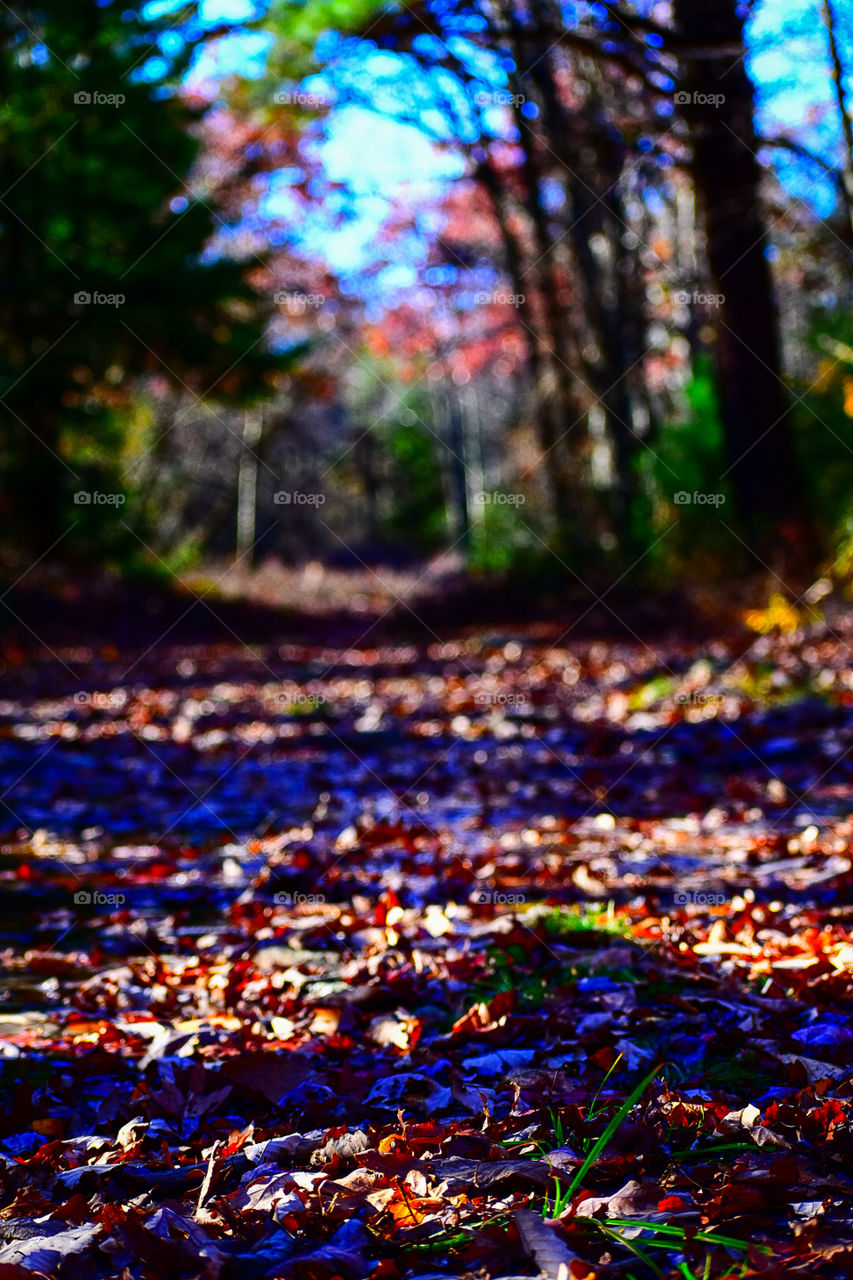 Follow the path to Fall!