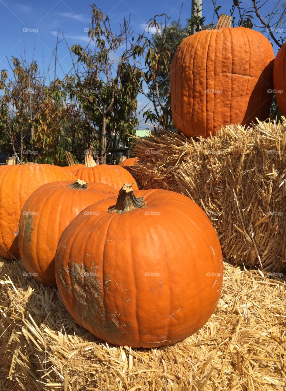 Fall Pumpkins