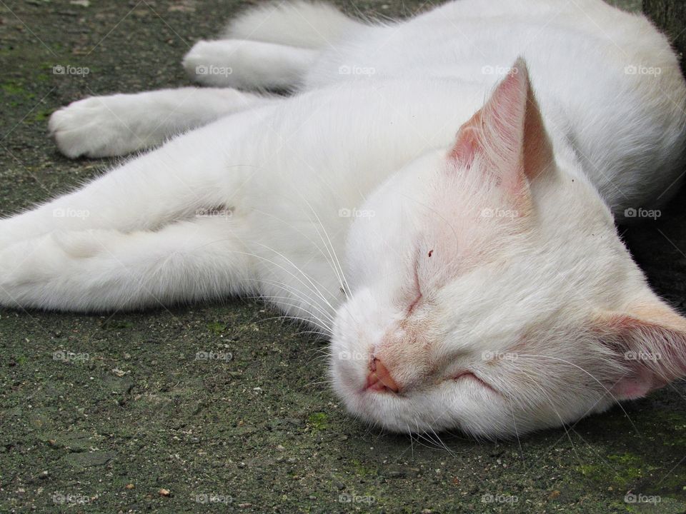 Sleeping white cat