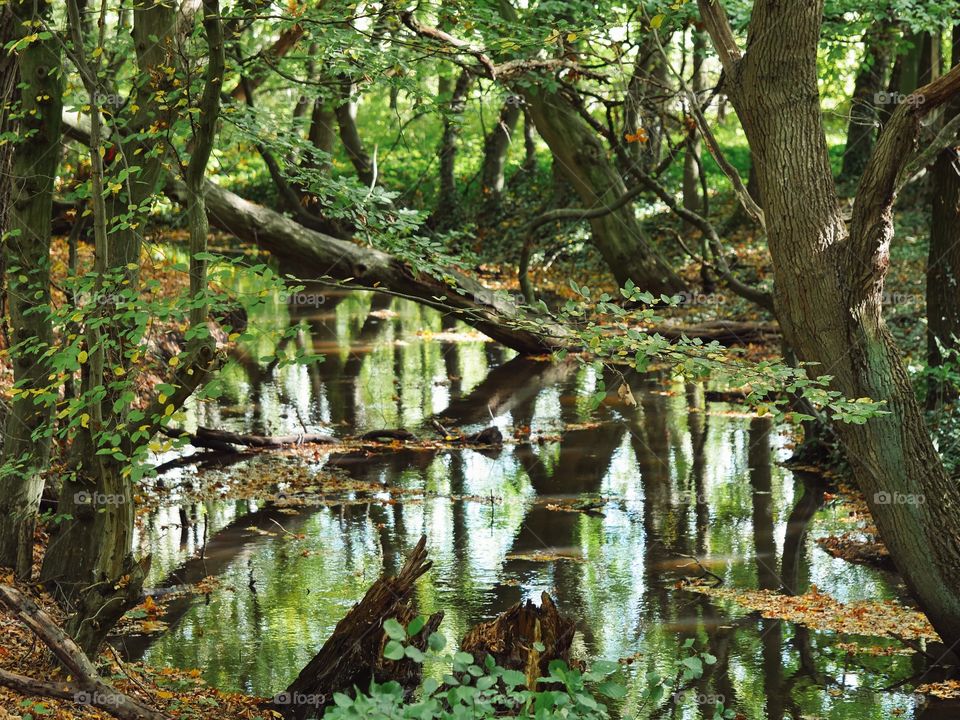 Tree reflection