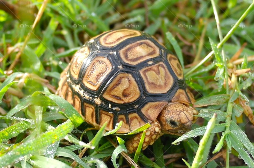 turtle 