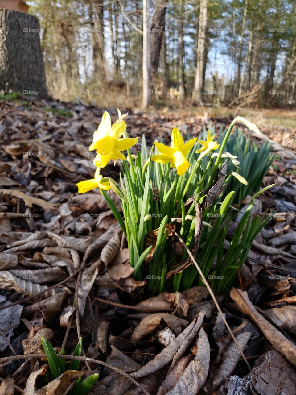 Leaf, Nature, Season, Flora, Garden