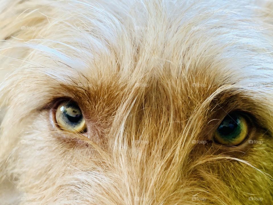 Close up of a dog with blonde hair and yellowish eyes