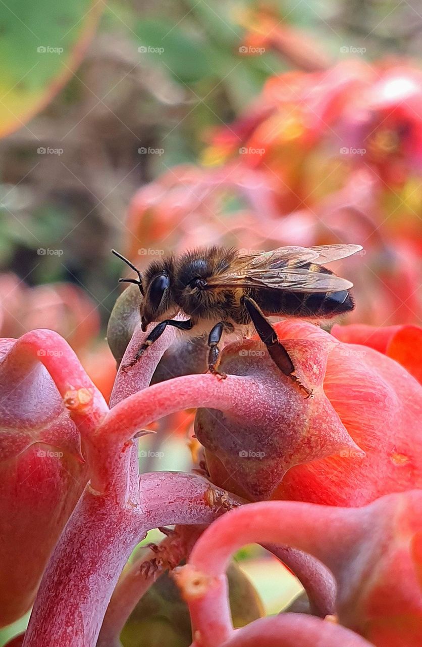 Nature’s Tiny Hero: A Bee’s Dance on Blooming Petals