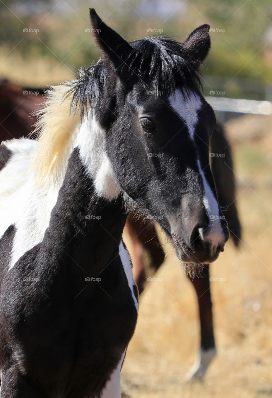 Wild American mustang horse colt black and white paint or Pinto 