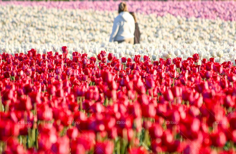 Walking among a field of blooming tulips