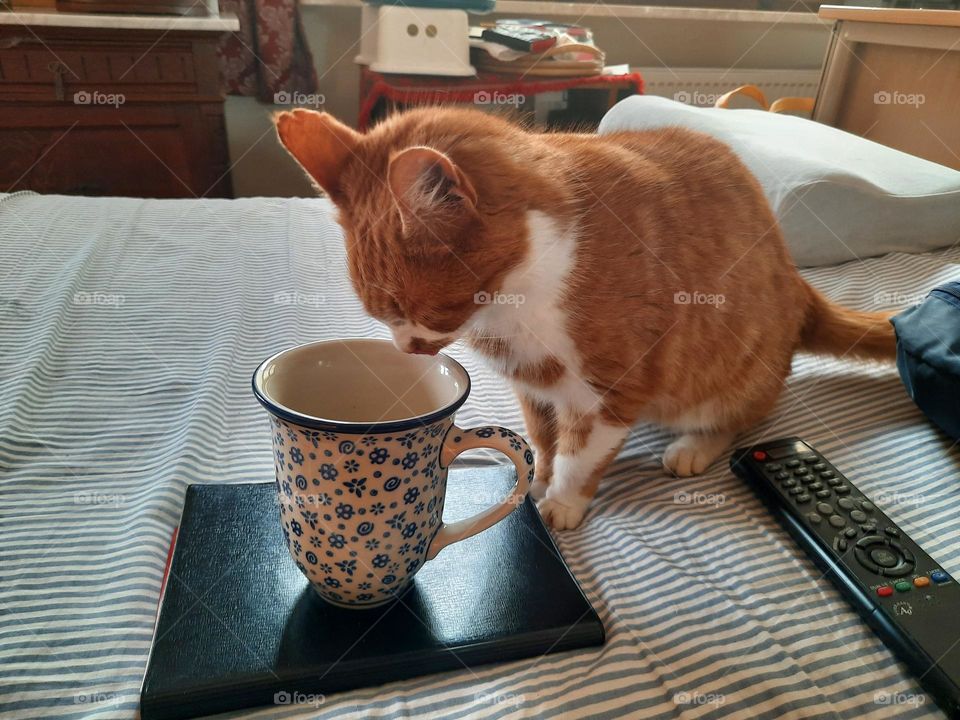 ginger cat attracted by big dotted mug