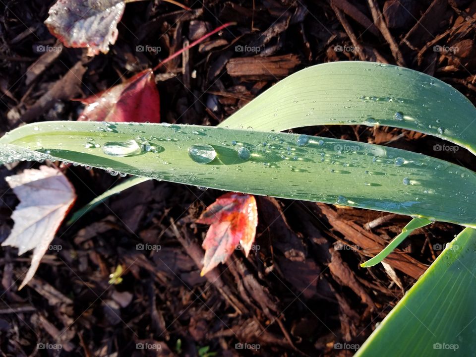 water drops on leaf