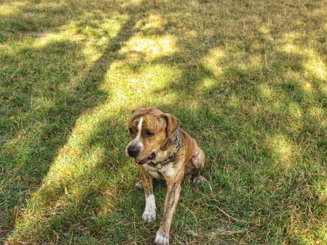 dog on the grass